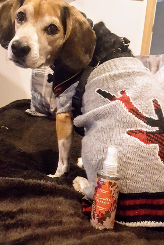 My Beagle models Bath and Body Works Sweater Weather