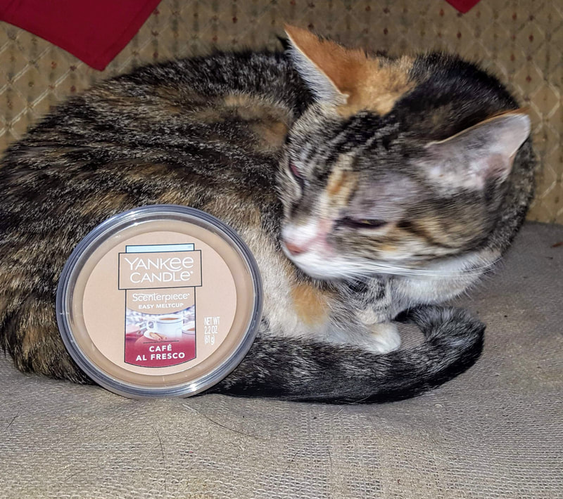 My cat Willow with Yankee Candle Cafe Au Lait Scenterpiece Easy Melt Cup