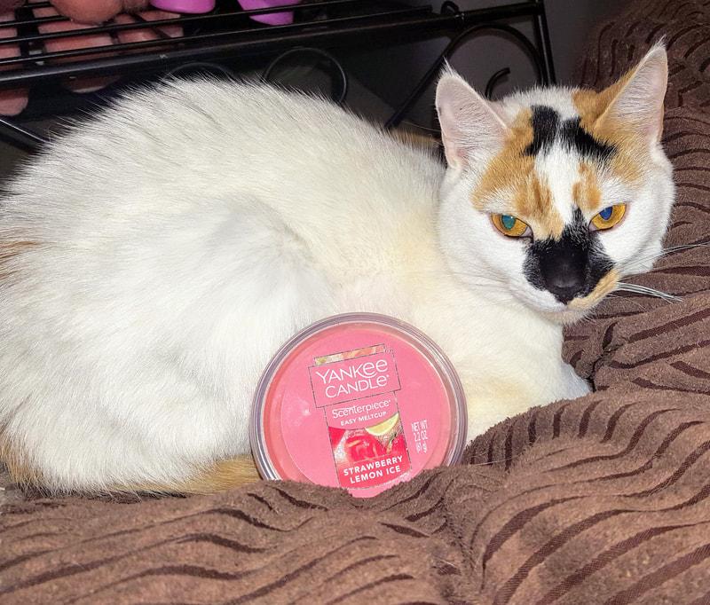 My cat Willow with Yankee Candle Strawberry Bellini Scenterpiece Easy Melt Cup